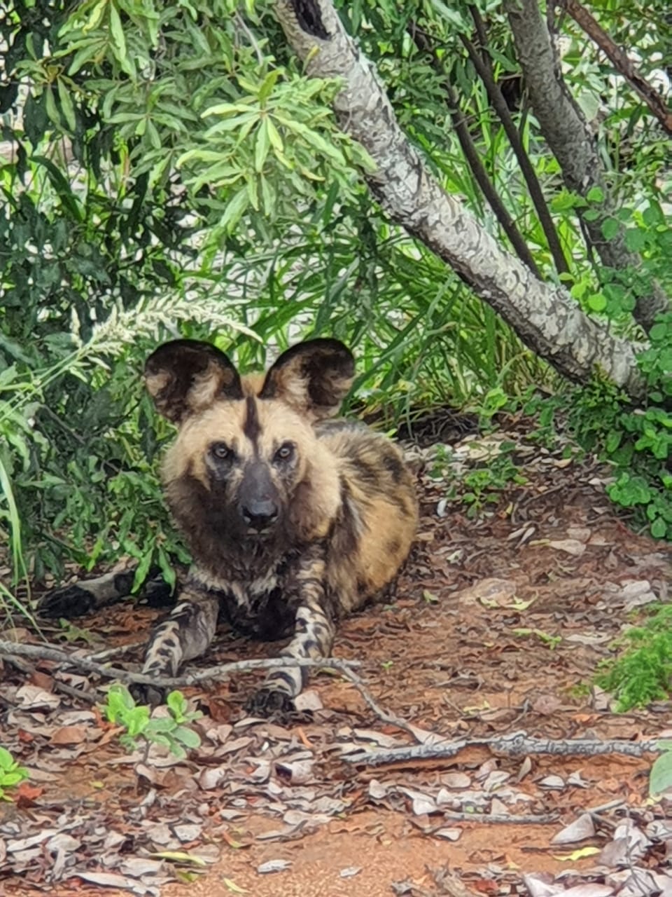 WhatsApp Image 2021-04-26 at 2.18.32 PM